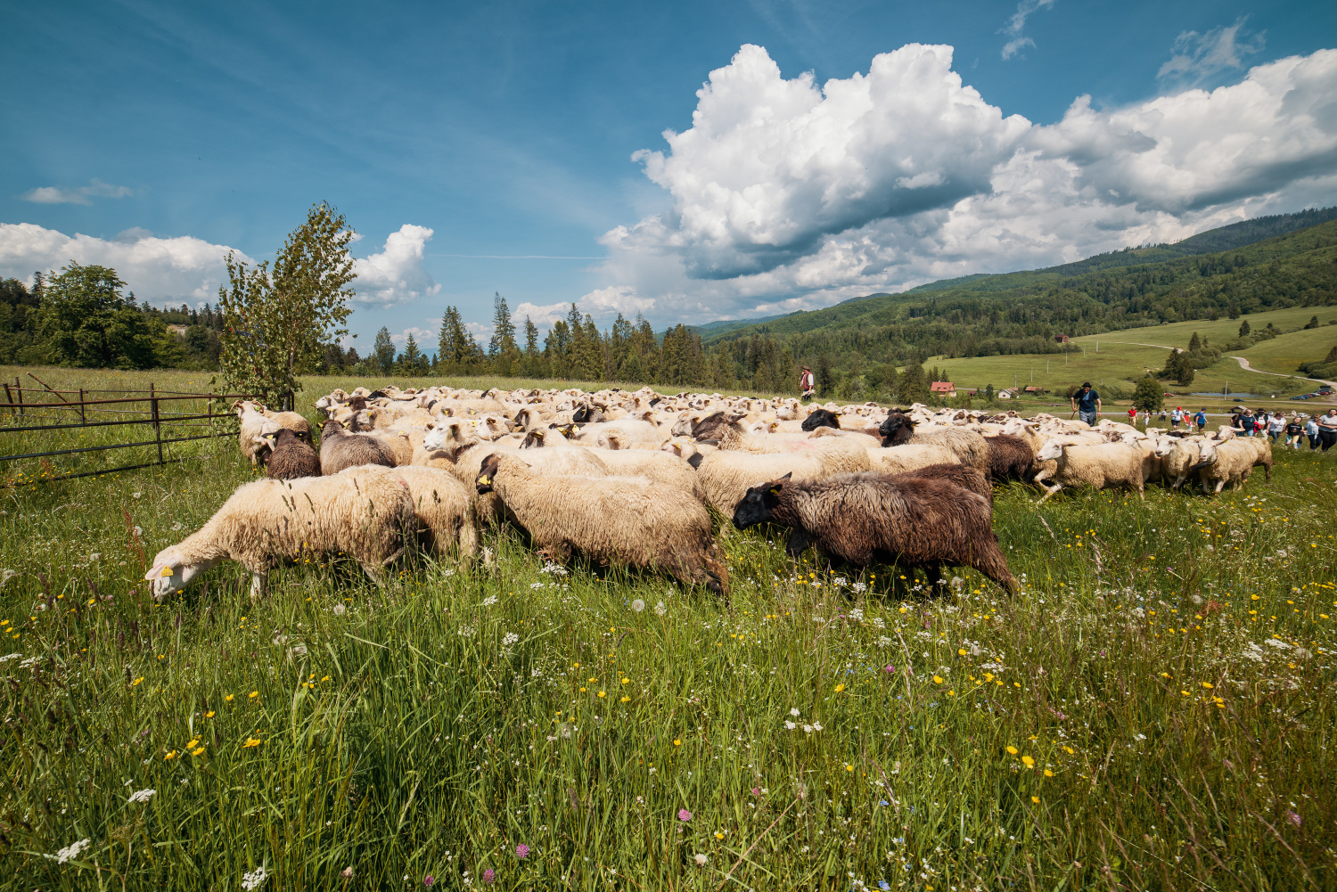 den_valaskej_kultury__8