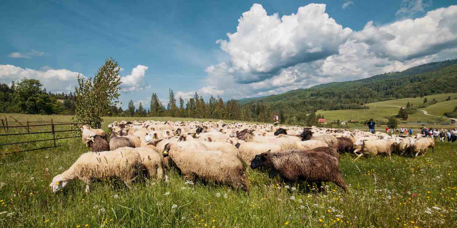 Salaš Zbojská ožije tradíciami: Deň valaskej kultúry prinesie návrat ku koreňom